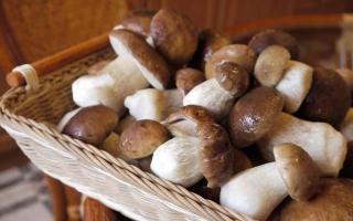 Как замариновать белые грибы?