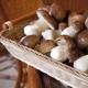 Как замариновать белые грибы?